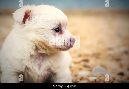 kleiner Hund am Strand sitzen Stockfoto
