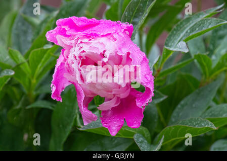 Pfingstrose Blüte mit Regen Wassertropfen in einem Garten Stockfoto