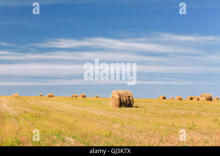 Ländliche Landschaft Feld Wiese mit Heuballen nach der Ernte an sonnigen Tagen im Spätsommer. Blauer Himmel. Stockfoto