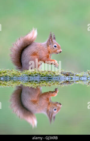 Eichhörnchen (Sciurus Vulgaris) Stockfoto