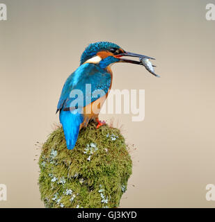 Eisvögel (Alcedo atthis) - UK Stockfoto