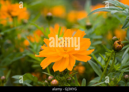 Cosmos Sulphureus "Kosmische Orange" in einem englischen Garten. Stockfoto