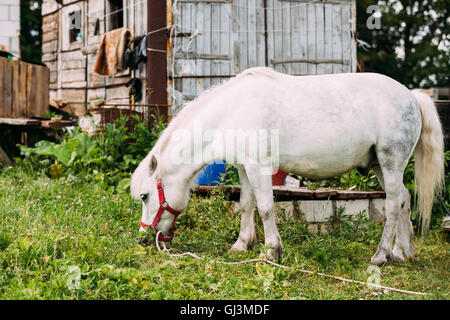 Seitenansicht des stehen schöne weiße Pony frisst Grass auf der Gerichtshof Landschaft Ranch. NAG In roten Zaumzeug, Holzhütte Zeitmessung Stockfoto