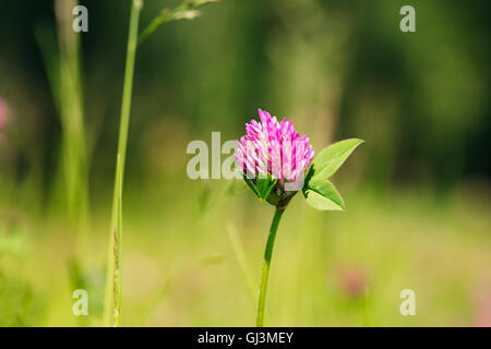 Blühende Wildblumen Alsike Clover oder Trifolium Hybridum im Sommer Frühling Feld bei Sonnenuntergang Sonnenaufgang. Nahaufnahme, am grünen Hinterg Stockfoto