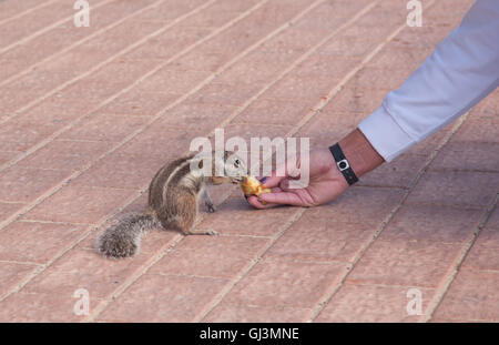 Streifenhörnchen lustige Tier mit Frau Fuerteventura Insel Kanaren Stockfoto