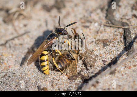 Europäischen Beewolf Wespe (Philanthus Triangulum) mit Honigbiene (Apis Mellifera) Beute. Verwendet, um ihre Larven zu ernähren, wenn sie schlüpfen Stockfoto