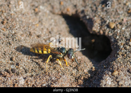 Europäischen Beewolf Wespe (Philanthus Triangulum) Graben eine Höhle oder Kammer in der Vorbereitung für die Eiablage Stockfoto