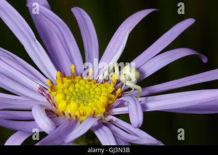 Krabbenspinne (Misumena Vatia) Beute auf lila Aster Blüte warten Stockfoto