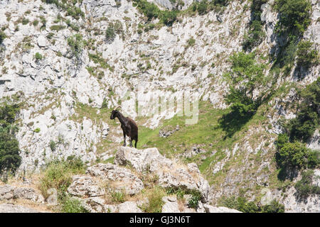 Wandern kümmert sich Schlucht in Picos de Europa, Asturien, Spanien, Europa. Stockfoto