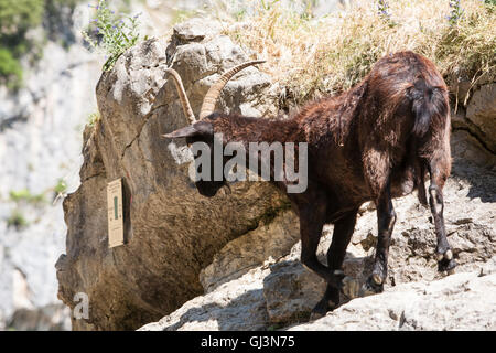 Wandern kümmert sich Schlucht in Picos de Europa, Asturien, Spanien, Europa. Stockfoto
