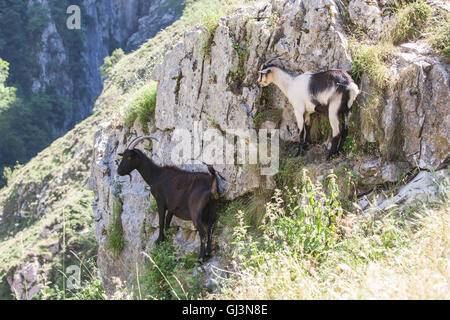 Wandern kümmert sich Schlucht in Picos de Europa, Asturien, Spanien, Europa. Stockfoto