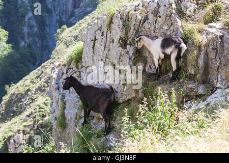 Wandern kümmert sich Schlucht in Picos de Europa, Asturien, Spanien, Europa. Stockfoto