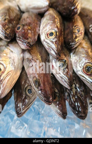 Frische ganze Fische auf Eis Stockfoto