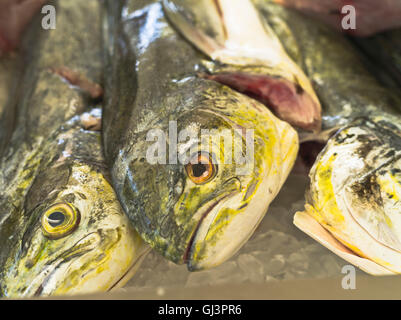 dh St George GRENADA CARIBBEAN Fisch Markt Fisch Köpfe Nahaufnahme frisch Stockfoto