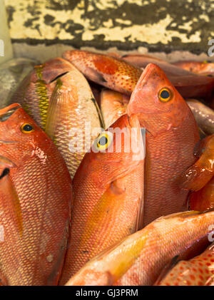 dh St George GRENADA KARIBISCHER Fischmarkt Rotfisch-Schnapper aus nächster Nähe Stockfoto