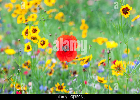 Rote Blume Mohn Papaver rhoeas und golden Veilchen oder calliopsis, Coreopsis Dolmetsch, Wiese gemischt jährliche Mohn Stockfoto
