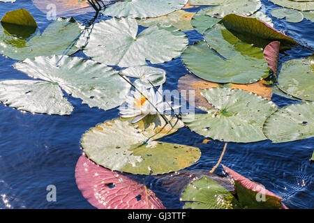 Europäische Weiße Seerose oder Wildwasser-Rose ist eine aquatische blühende Pflanze, die wächst in großen Teichen und Seen. Stockfoto
