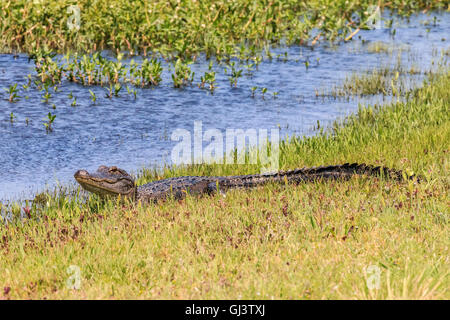 Alligator gesehen, sonnen sich am Sumpf Bank während Fahrt entlang drei Meile Pintail Wildnis-Antrieb in Cameron Prairie National Wil Stockfoto