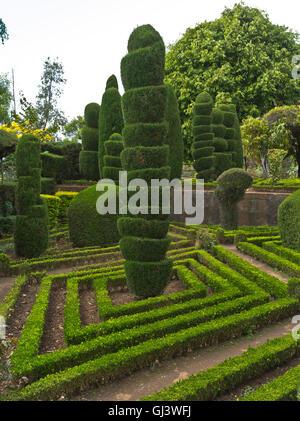 dh Botanical Gardens FUNCHAL MADEIRA Topiary Baumhecken Strauchgarten Design Stockfoto