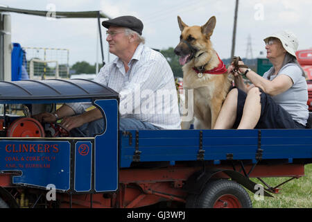 Deutscher Schäferhund, Reiten auf der Rückseite ein Miniatur-Zugmaschine Stockfoto