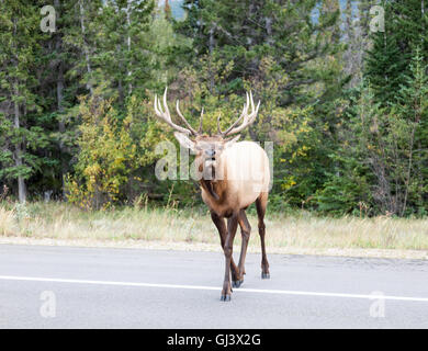 Ein Elch oder Wapiti (Cervus Canadensis) brüllen, da es über eine Straße oder Autobahn läuft in der Nähe von Jasper British Columbia Kanada Stockfoto