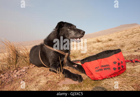 Mein Hund, Ben, a, schwarz, Lurcher, Modell mit, tragbare, Wasser, Schüssel, auf der Oberseite des Pen Y Fan Berg. Brecon, Rundumleuchte, Rundumleuchten, Wales, Großbritannien, Pen Y Fan, Wandern, Stockfoto