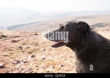 Mein Hund einen schwarzen Lurcher, Modell auf Pen Y Fan Berg veröffentlicht. Brecon,Beacon,Beacons,Wales,U.K.,Pen Y Fan, Wandern, Stockfoto