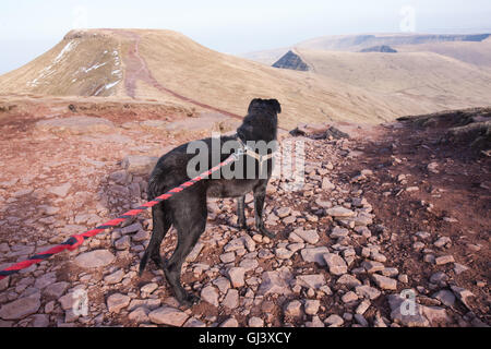 Mein Hund einen schwarzen Lurcher, Modell auf Pen Y Fan Berg veröffentlicht. Brecon,Beacon,Beacons,Wales,U.K.,Pen Y Fan, Wandern, Stockfoto