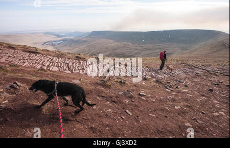 Mein Hund einen schwarzen Lurcher, Modell auf Pen Y Fan Berg veröffentlicht. Brecon,Beacon,Beacons,Wales,U.K.,Pen Y Fan, Wandern, Stockfoto