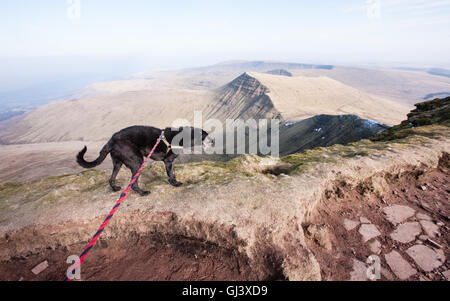 Mein Hund einen schwarzen Lurcher, Modell auf Pen Y Fan Berg veröffentlicht. Brecon,Beacon,Beacons,Wales,U.K.,Pen Y Fan, Wandern, Stockfoto