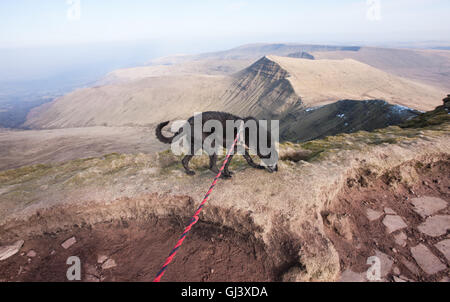 Mein Hund einen schwarzen Lurcher, Modell auf Pen Y Fan Berg veröffentlicht. Brecon,Beacon,Beacons,Wales,U.K.,Pen Y Fan, Wandern, Stockfoto