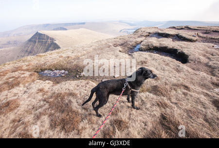 Mein Hund einen schwarzen Lurcher, Modell auf Pen Y Fan Berg veröffentlicht. Brecon,Beacon,Beacons,Wales,U.K.,Pen Y Fan, Wandern, Stockfoto