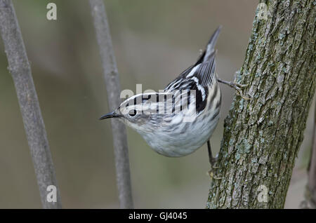 Schwarz-weiß-Grasmücke auf Zweig während Frühjahrszug. Stockfoto