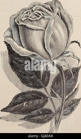 Jährliche illustriert und beschreibenden Katalog neue, seltene und schöne Pflanzen (1892)
