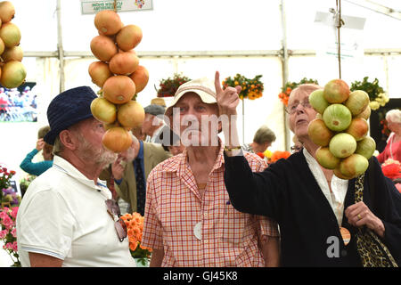 Shrewsbury Flower Show, Großbritannien. 12.. August 2016. Drei Aussteller, die offensichtlich ihre Zwiebeln kennen, um die Konkurrenz zu überprüfen. Kredit: David Bagnall Stockfoto