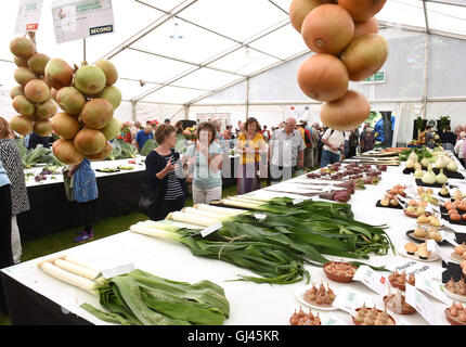 Shrewsbury Flower Show, Großbritannien. 12.. August 2016. Besucher sehen preisgekröntes Gemüse auf der Ausstellung. Kredit: David Bagnall Stockfoto