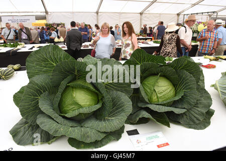 Shrewsbury Flower Show, Großbritannien. 12.. August 2016. Besucher sehen preisgekröntes Gemüse auf der Ausstellung. Kredit: David Bagnall Stockfoto