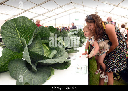 Shrewsbury Flower Show, Großbritannien. 12.. August 2016. Mutter und Tochter schauen sich die riesigen preisgekrönten Kohlköpfe an. Kredit: David Bagnall Stockfoto