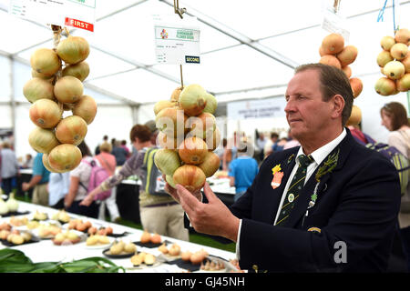 Shrewsbury Flower Show, Großbritannien. 12.. August 2016. Ein Mann, der seine Zwiebeln kennt! Nick Anderson von der Nationalen Gemüsegesellschaft. Kredit: David Bagnall Stockfoto