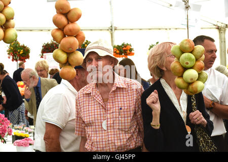 Shrewsbury Flower Show, Großbritannien. 12.. August 2016. Aussteller, die offensichtlich ihre Zwiebeln kennen, um die Konkurrenz zu überprüfen. Kredit: David Bagnall Stockfoto