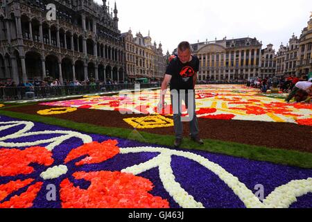 Brüssel. 12. August 2016. Ein Arbeiter Gewässern der Blumenteppich am Grand Place in Brüssel am 12. August 2016. Die viertägige 20. Blumenteppich startete hier am Freitag. Der Blumenteppich dieses Jahres verfügt über japanische Darstellungen von Blumen, Vögel, den Wind und den Mond. Bildnachweis: Gong Bing/Xinhua/Alamy Live-Nachrichten Stockfoto