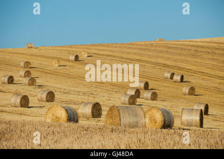 Ernte im South Downs National Park in East Sussex, England. Stockfoto