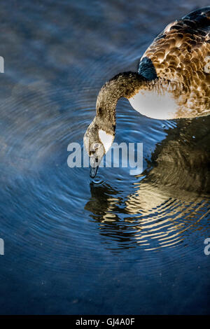 Richmond Park, London UK. 12. August 2016. Schönen Abend im Park am Ende eines sonnigen Tages. Copyright Carol Moir/Alamy Live News Stockfoto