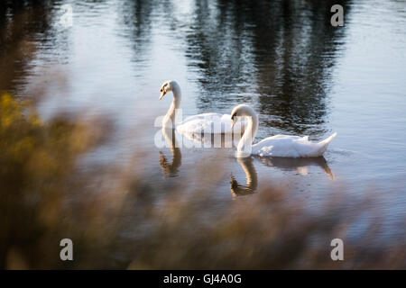 Richmond Park, London UK. 12. August 2016. Schönen Abend im Park am Ende eines sonnigen Tages. Schwäne mit Reflexionen. Copyright Carol Moir/Alamy Live News Stockfoto