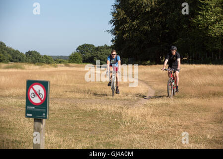 Richmond Park, London UK. 12. August 2016. Schönen Abend im Park am Ende eines sonnigen Tages. Radfahrer. Copyright Carol Moir/Alamy Live News Stockfoto