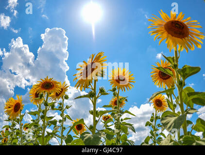 Washington, DC, USA. 12. August 2016. Sonnenblumen sind im Sonnenblumenfeld bei Burnside Bauernhöfe, Virginia, USA, 12. August 2016 abgebildet. © Bao Dandan/Xinhua/Alamy Live-Nachrichten Stockfoto