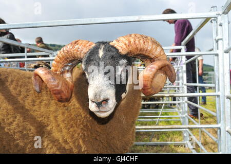 Aberfeldy, Perthshire, UK. 13. August 2016. Tiere in der Aberfeldy Highland Show Aberfeldy, Perthshire, UK getreten. 13. August 2016. VEREINIGTES KÖNIGREICH. © Kredit: Cameron Cormack/Alamy Live-Nachrichten Stockfoto