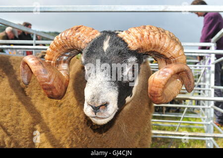 Aberfeldy, Perthshire, UK. 13. August 2016. Tiere in der Aberfeldy Highland Show Aberfeldy, Perthshire, UK getreten. 13. August 2016. VEREINIGTES KÖNIGREICH. © Kredit: Cameron Cormack/Alamy Live-Nachrichten Stockfoto