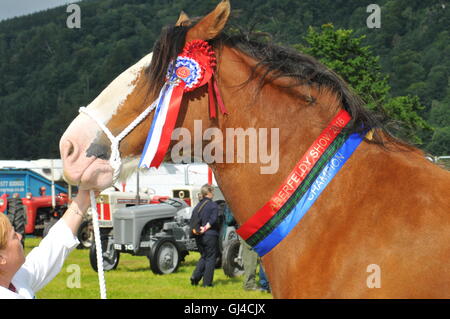 Aberfeldy, Perthshire, UK. 13. August 2016. Tiere in der Aberfeldy Highland Show Aberfeldy, Perthshire, UK getreten. 13. August 2016. VEREINIGTES KÖNIGREICH. © Kredit: Cameron Cormack/Alamy Live-Nachrichten Stockfoto