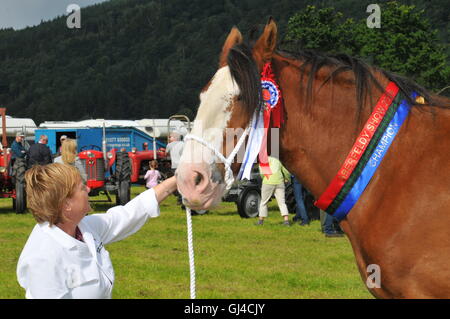 Aberfeldy, Perthshire, UK. 13. August 2016. Tiere in der Aberfeldy Highland Show Aberfeldy, Perthshire, UK getreten. 13. August 2016. VEREINIGTES KÖNIGREICH. © Kredit: Cameron Cormack/Alamy Live-Nachrichten Stockfoto